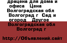 драцена для дома и офиса › Цена ­ 800 - Волгоградская обл., Волгоград г. Сад и огород » Другое   . Волгоградская обл.,Волгоград г.
